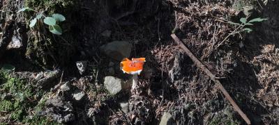 Zdjęcie WhatsApp 2025-09-22 o 14.44.38_6c2a1cf5.jpg