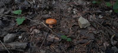 Zdjęcie WhatsApp 2025-09-22 o 14.44.39_37ef2eb0.jpg